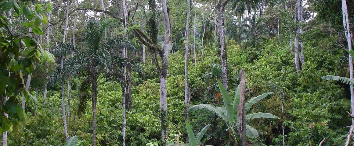 Agroforestry system combining different tree species © O. Deheuvels, CIRAD